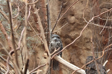Owl at the zoo