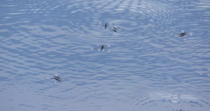 Water Strider insects move over river surface sending out geometric ripple pattern
