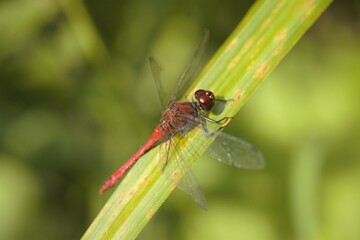 DRAGONFLY ON A BLADE OF GRASS