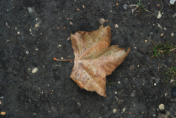 autumn leaves on the ground