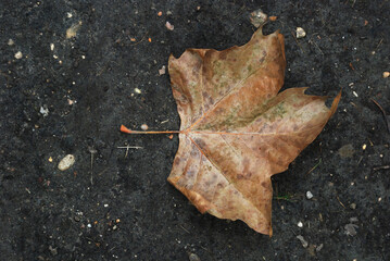 leaf on the ground