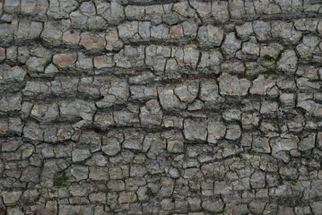 bark of a tree