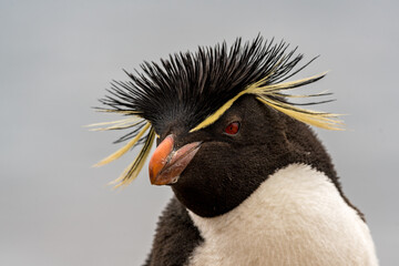 Naklejka premium Un gorfou sauteur sur une île des Falkland.