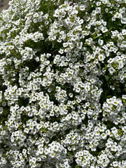 Branches of a flowering bush in spring in the park