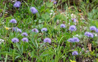 Blooming Globularia nudicaulis. Blue Alpine flowers in the summer. Julian Alps. Slovenia.