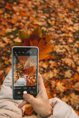 autumn maple leaves and telephone