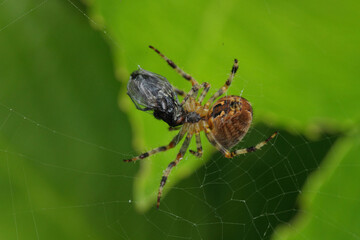 Spider eating a bug on a web