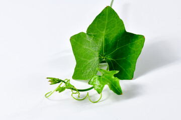 Ivy gourd Thai vegetable on white background (Coccinia grandis (L.) Voigt : science name)