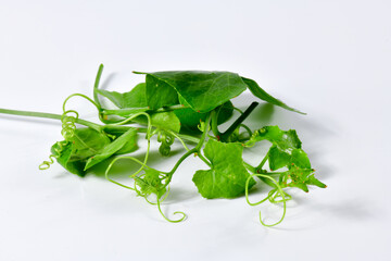 Ivy gourd Thai vegetable on white background (Coccinia grandis (L.) Voigt : science name)