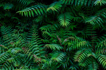 Fototapeta na wymiar Dense fern greenery, leaf wall, dark photo