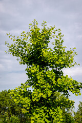 tree in spring