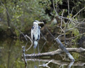 grey heron