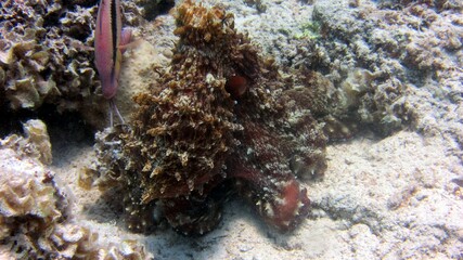 fish in aquarium