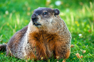 Marmot