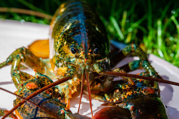 Closed-up isolated lobsters alive