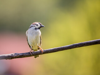 Eurasian tree sparrow (Passer montanus) sitting on a twig