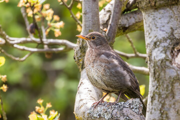 Common blackbird (Turdus merula) in the garden