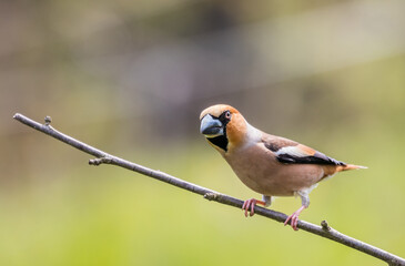 Hawfinch (Coccothraustes coccothraustes) on twig looking in the camera