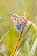 Common blue butterfly (Polyommatus icarus) in the field