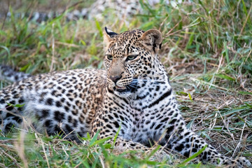 leopard rating in the grass