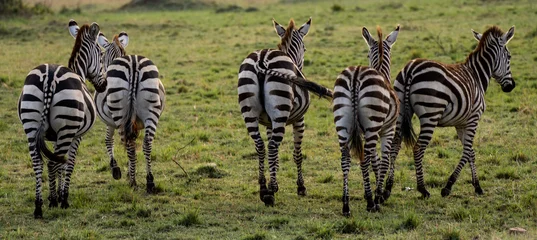 Fotobehang young zebras © Grzegorz