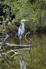 grey heron
