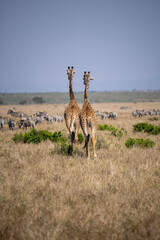 two giraffes and zebras on savannah 