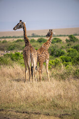 two giraffes on savannah 