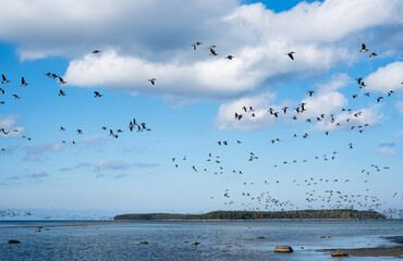 Ducks flying over the sea in autumn. Huge duck flocks forming during bird migration season in Northern Europe.