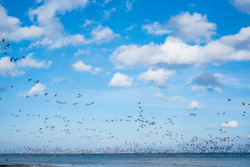 Ducks flying over the sea in autumn. Huge duck flocks forming during bird migration season in Northern Europe.
