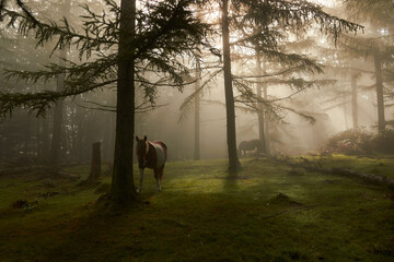 bosque encantado