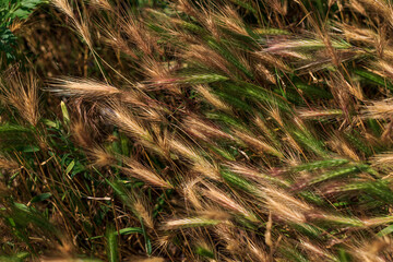 Sprouted wheat in the garden