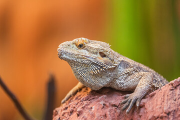 Portrait of reptile bearded agama