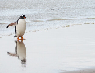 Gentoo Penguin reflected in shallow waters in the Falklands