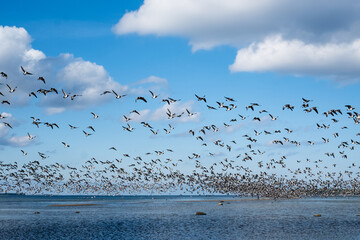 Ducks flying over the sea in autumn. Huge duck flocks forming during bird migration season in...