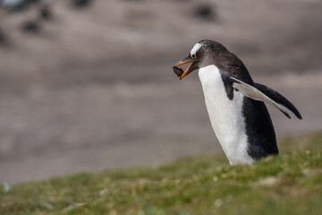 Un manchot papou tenant un caillou dans son bec sur une île des Falkland.