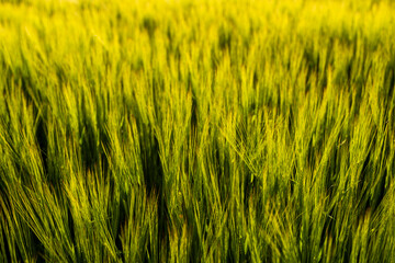 Young green barley growing in agricultural field in spring. Unripe cereals. The concept of agriculture, organic food. Barleys sprout growing in soil. Close up on sprouting barley in sunset.