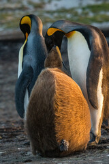 Un adulte et un juvénile de manchot royal sur une île des Falkland.