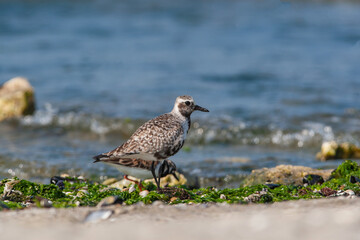 Obraz premium Gray Plover (Pluvialis squatarola) feeding among rocks by the sea
