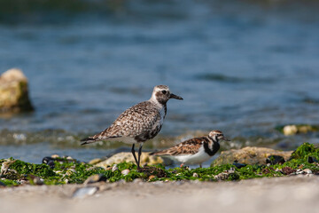 Gray Plover (Pluvialis squatarola) feeding among rocks by the sea
