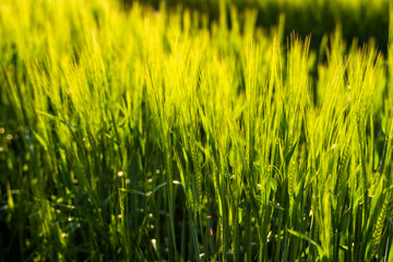 Young green barley growing in agricultural field in spring. Unripe cereals. The concept of agriculture, organic food. Barleys sprout growing in soil. Close up on sprouting barley in sunset.