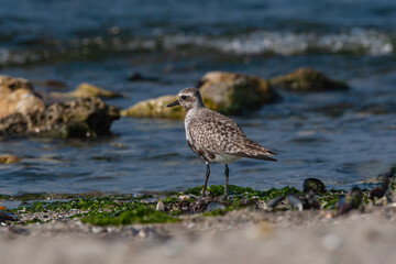 Gray Plover (Pluvialis squatarola) feeding among rocks by the sea