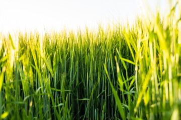 Young green barley growing in agricultural field in spring. Unripe cereals. The concept of agriculture, organic food. Barleys sprout growing in soil. Close up on sprouting barley in sunset.