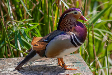 duck in the grass