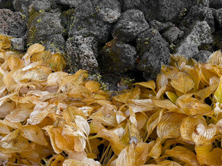 Fototapeta na wymiar Stones and yellow leaves