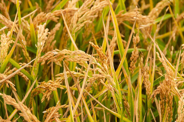 Golden agricultural field sown with rice 