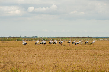 Storks in golden agricultural field sown with rice