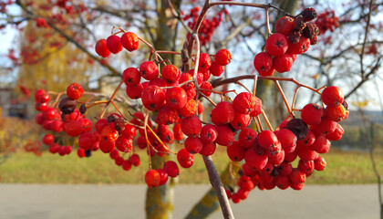 Branches of autumn mountain ash with bright red berries