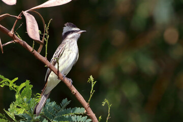 Variegated Flycatcher (Empidonomus varius) perched on a branch