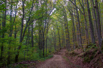 footpath in the forest